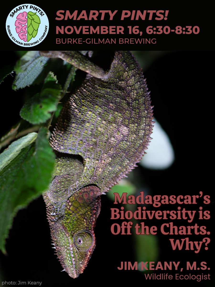 Smarty Pints event poster, for November 16, 6:30pm at Burke-Gilman Brewing. The poster shows a brown-and-green chameleon with splotches of pink on its back, frill, and along the top of its head, standing out sharply against a dark background. It is clinging to a plant, with its rear at the top of the poster and its head at the bottom, lifted and looking alert. There is a text overlay on the poster. The talk title is "Madagascar’s Biodiversity is Off the Charts. Why?", by Jim Keany, M.S., wildlife ecologist.