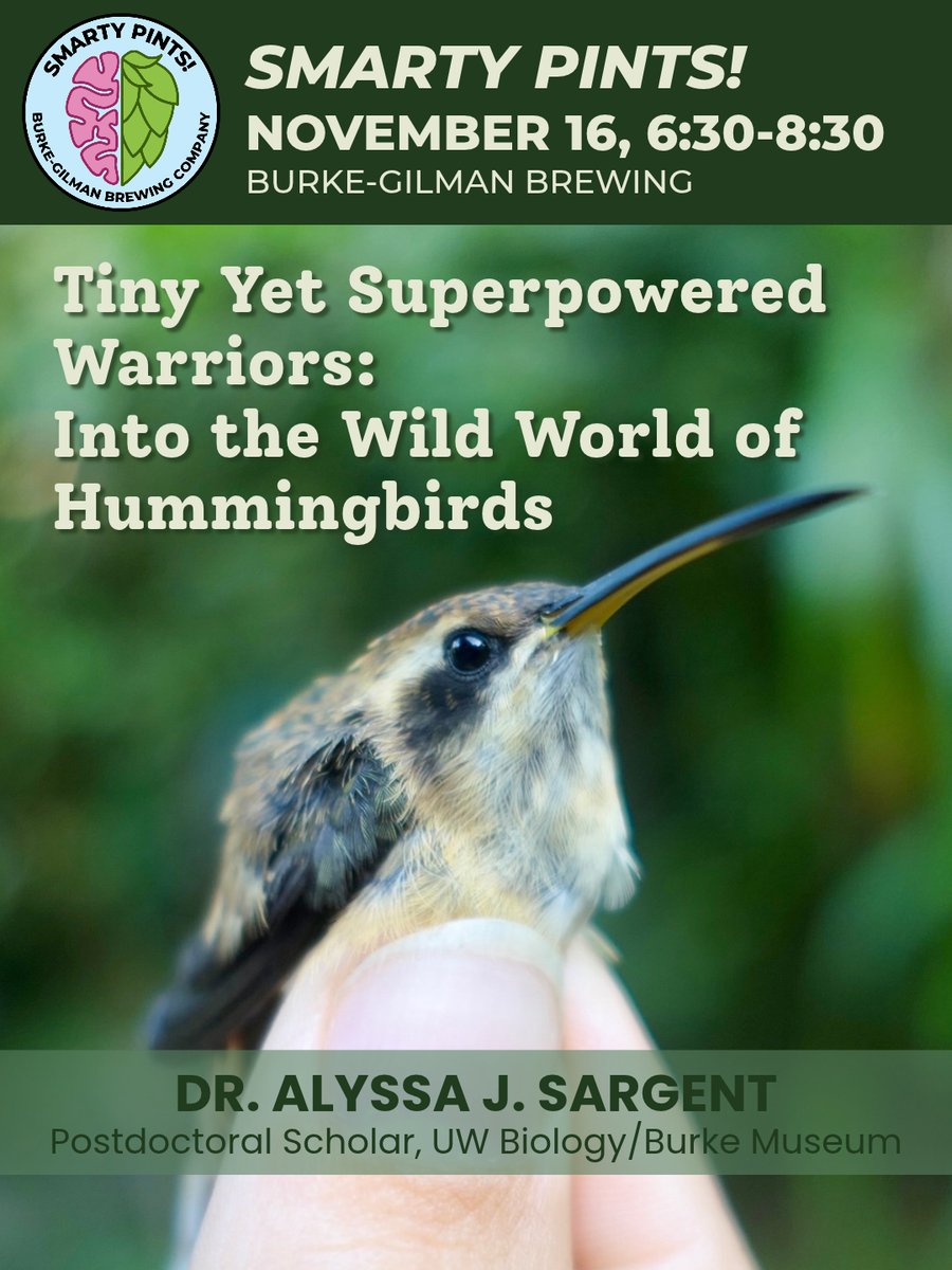 Smarty Pints event poster, for November 16, 6:30pm at Burke-Gilman Brewing. The poster centers a small yellow-brown hummingbird with black along its wing and behind its eye and a long, slightly downward-curved beak. A person’s thumb is visible, holding the hummingbird from the bottom so that its right side faces the camera. The background is out-of-focus foliage. There is a text overlay on the poster. The talk title is "Tiny Yet Superpowered Warriors: Into the Wild World of Hummingbirds", by Dr. Alyssa Sargent, postdoc, UW Biology/Burke Museum.